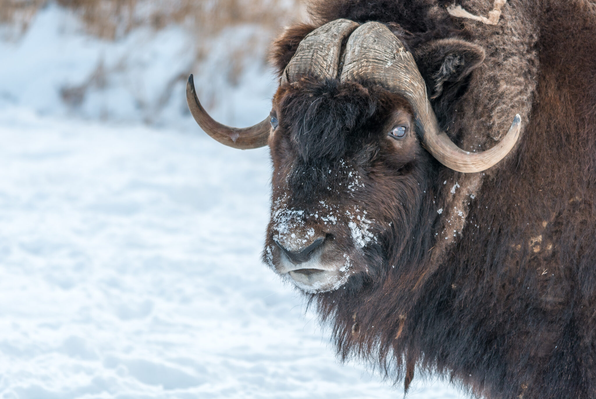 The Muskox – BioTriad Environmental, Inc.