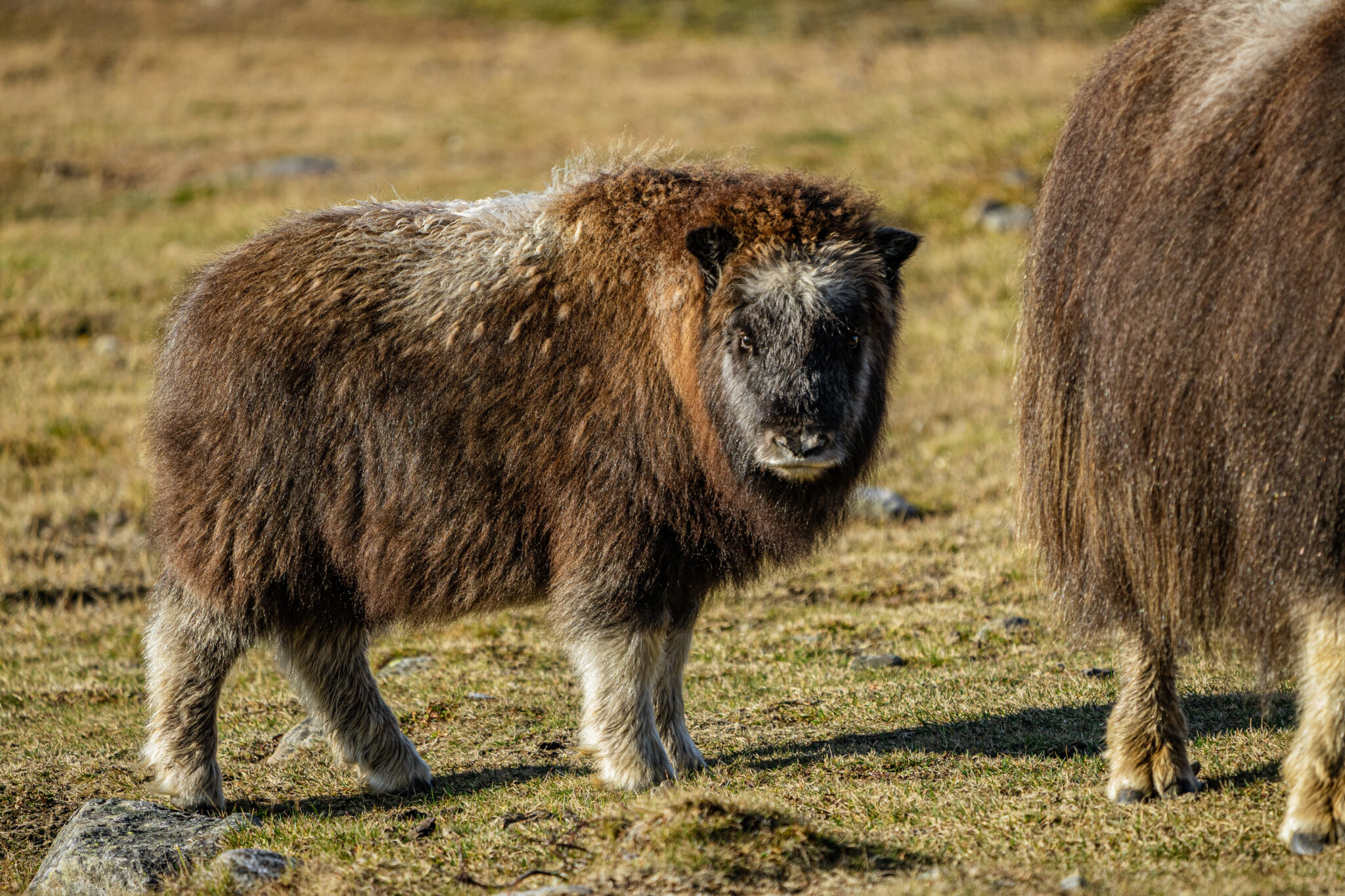 The Muskox – BioTriad Environmental, Inc.