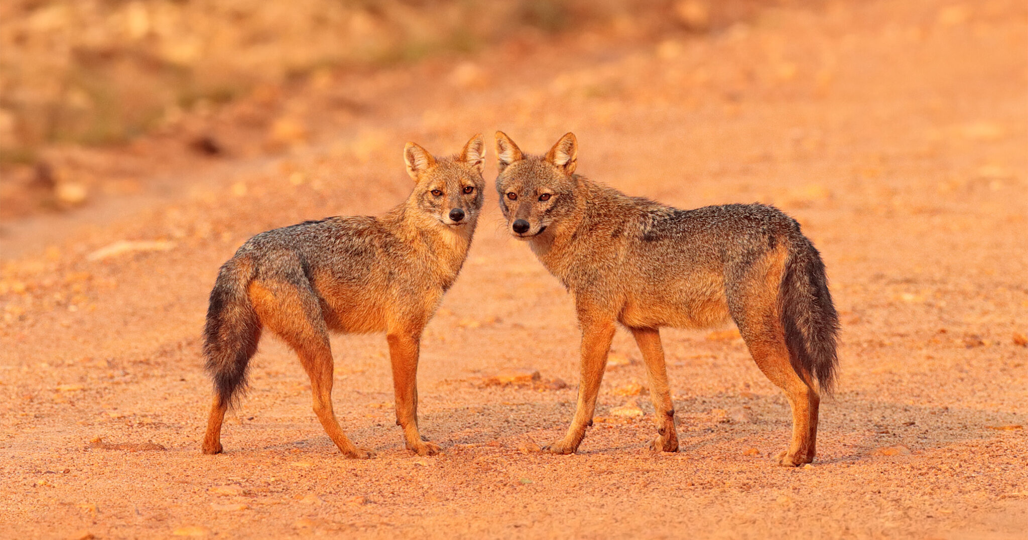 The Golden Jackal – BioTriad Environmental, Inc.