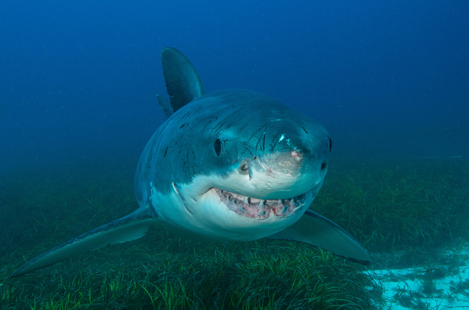 Great white might biotriad environmental inc 
